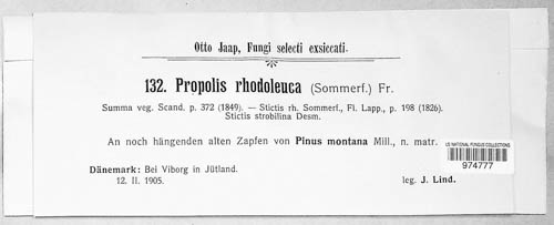 Propolis rhodoleuca image